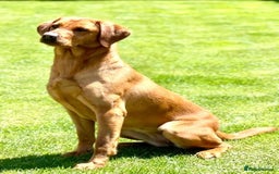 Labrador Retriever dogs for sale: KC REG RED FOX LABRADORS - ONLY 1 MALE LEFT  in Brockenhurst - Image 4