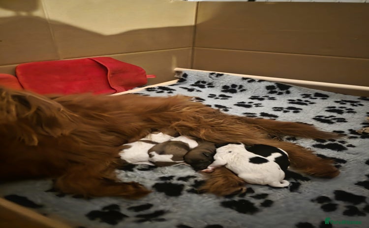 Mixed Breed dogs Pomshis - Advert 2