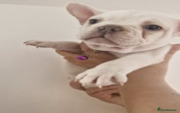 French Bulldog dogs for sale: Lovley frenchie puppies  - Image 13