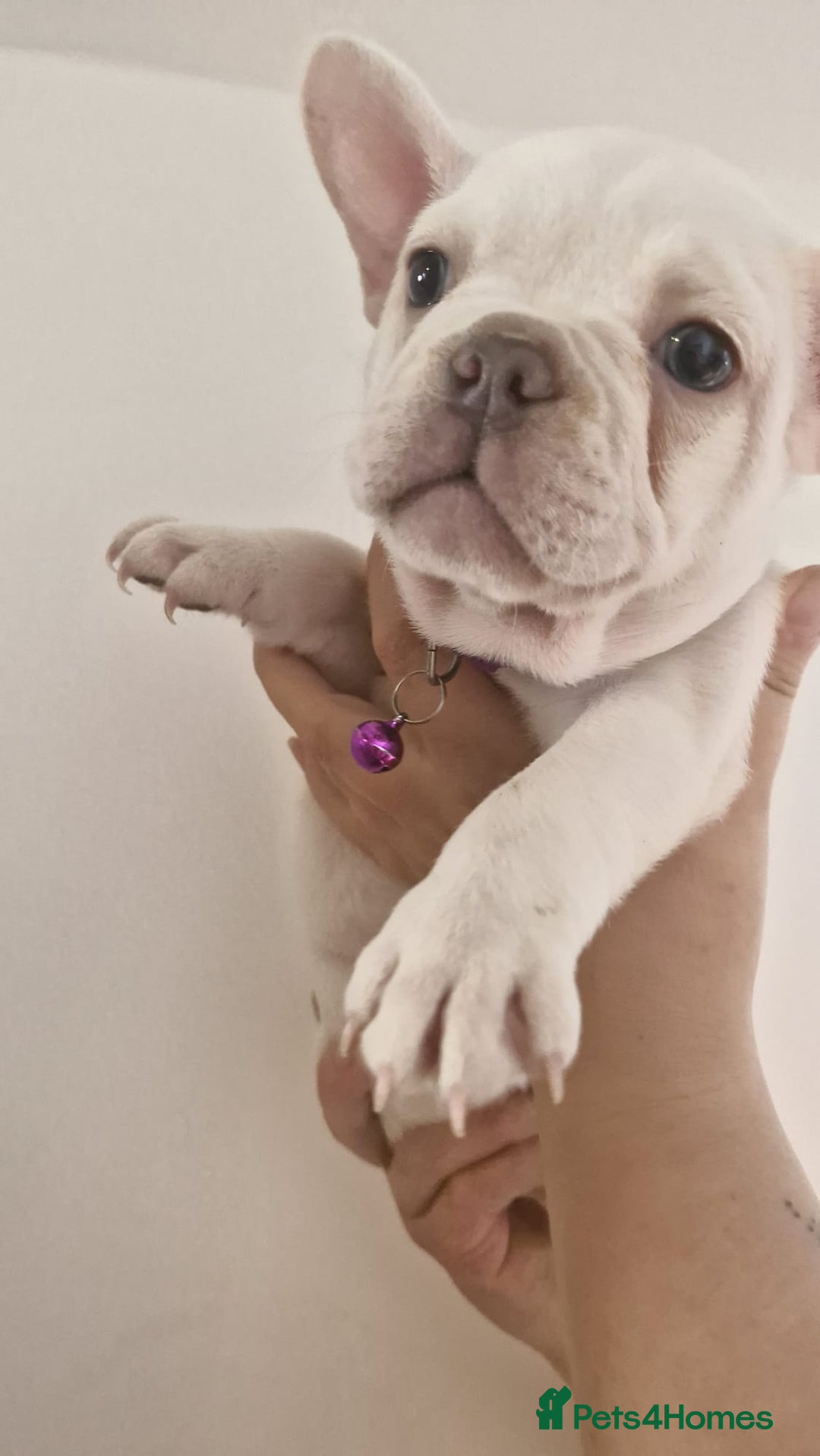 French Bulldog dogs for sale: Lovley frenchie puppies  - Image 13