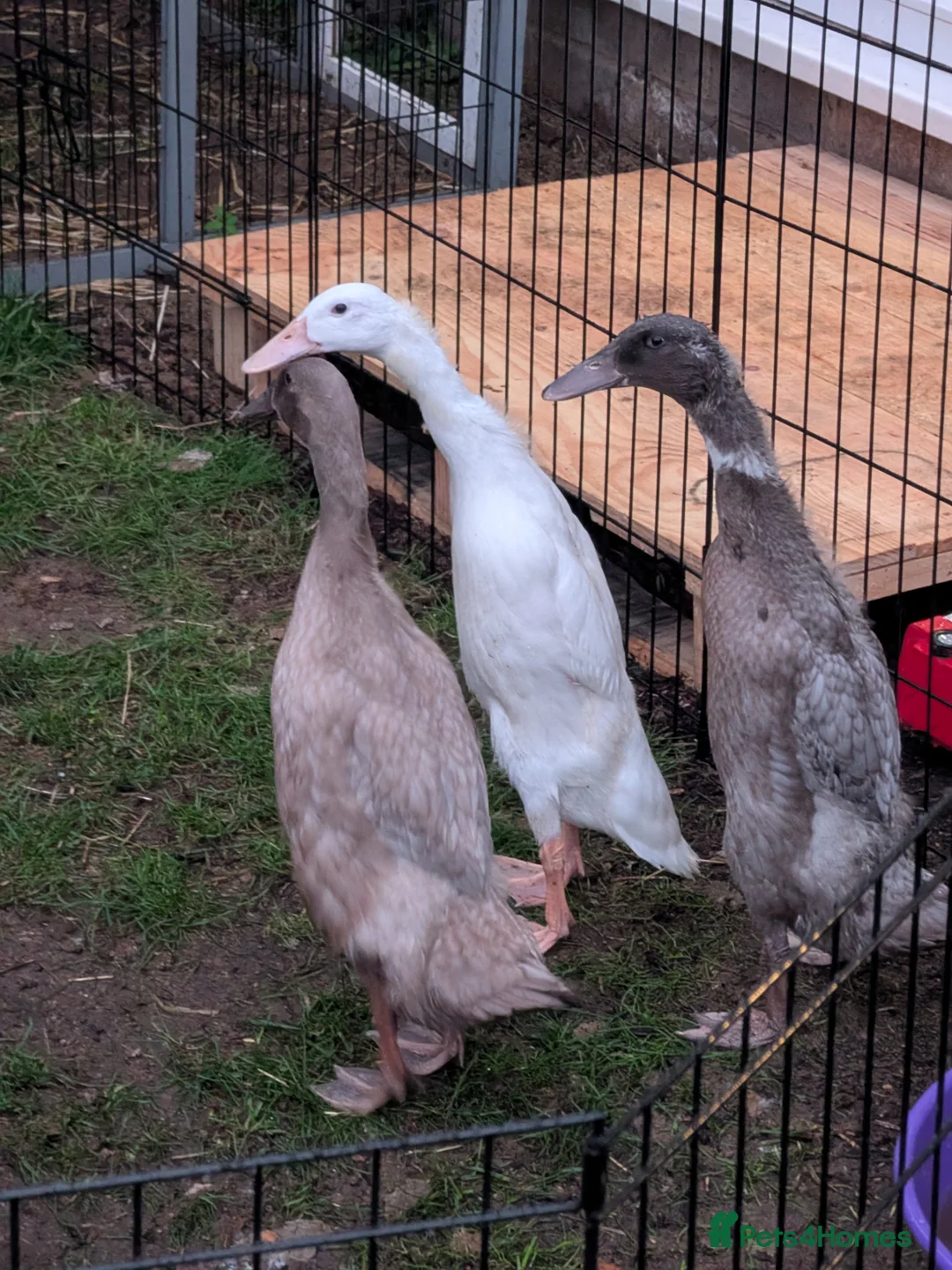Ducks poultry for sale: 3 Runner Female Ducks  - Advert 1