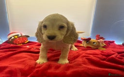 Cocker Spaniel dogs for sale: 🩷BEAUTIFUL SHOW COCKER PUPPIES🩷 - Image 7