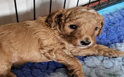Labradoodle dogs for sale: Beautiful, Well Bred F1b Labradoodle Puppies - Image 24