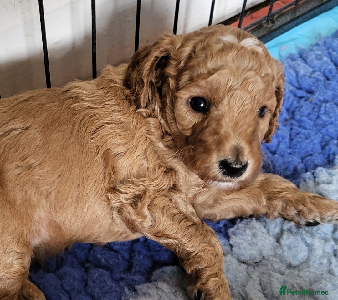 Labradoodle dogs for sale: Beautiful, Well Bred F1b Labradoodle Puppies - Image 24