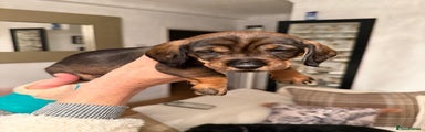 Dachshund Puppy 1
