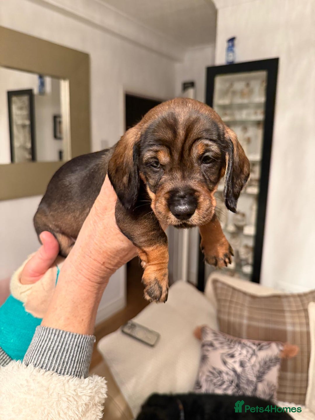 Dachshund dogs for sale: Tekel (wire haired dachshund) READY TO GO NOW - Advert 22