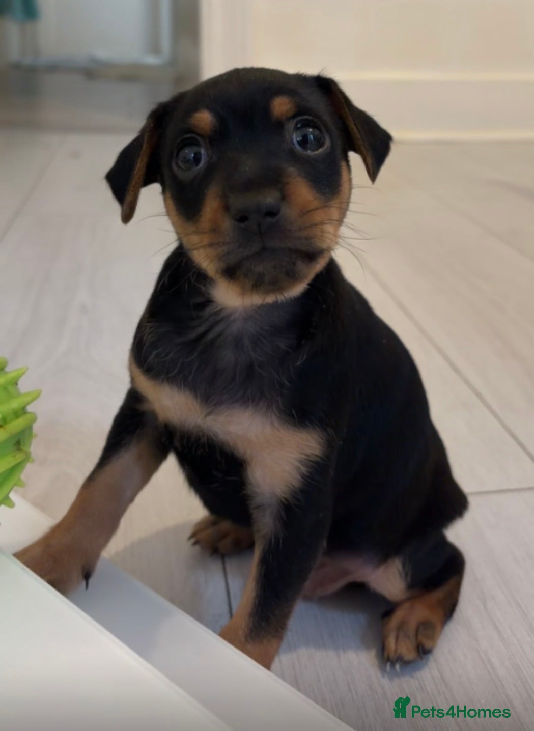 Mixed Breed dogs Rare Chihuahua x Miniature Pinscher Boy  - Advert 1