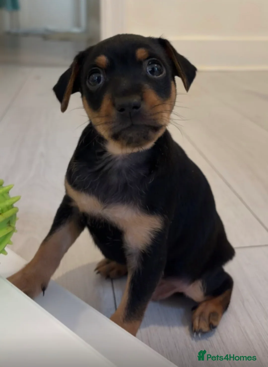 Mixed Breed dogs for sale: Rare Chihuahua x Miniature Pinscher Boy  - Advert 1