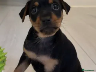 Mixed Breed dogs Rare Chihuahua x Miniature Pinscher Boy - Advert 1