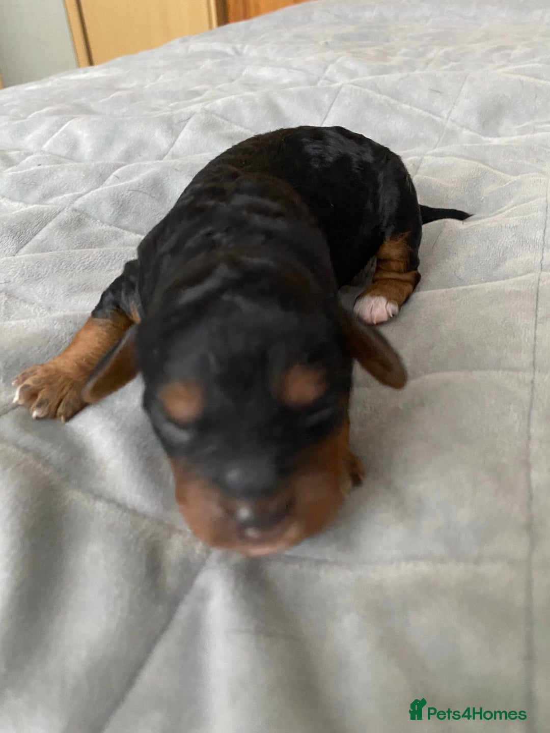 Cockapoo dogs for sale: F1b cockapoo video call viewings available  - Advert 23