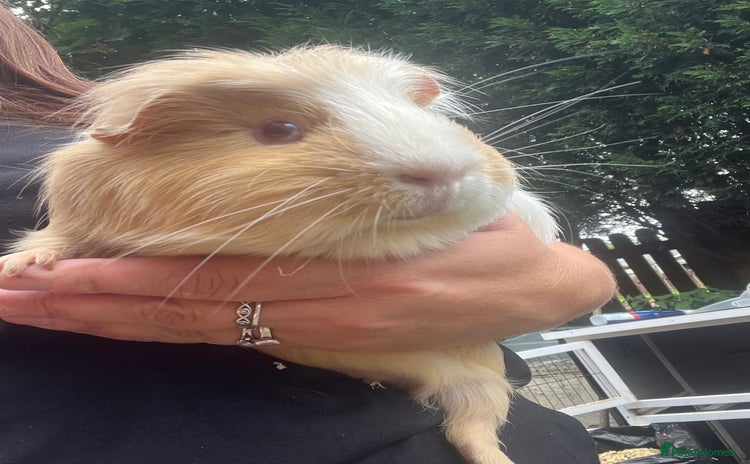 Guinea Pig rodents - Advert 1