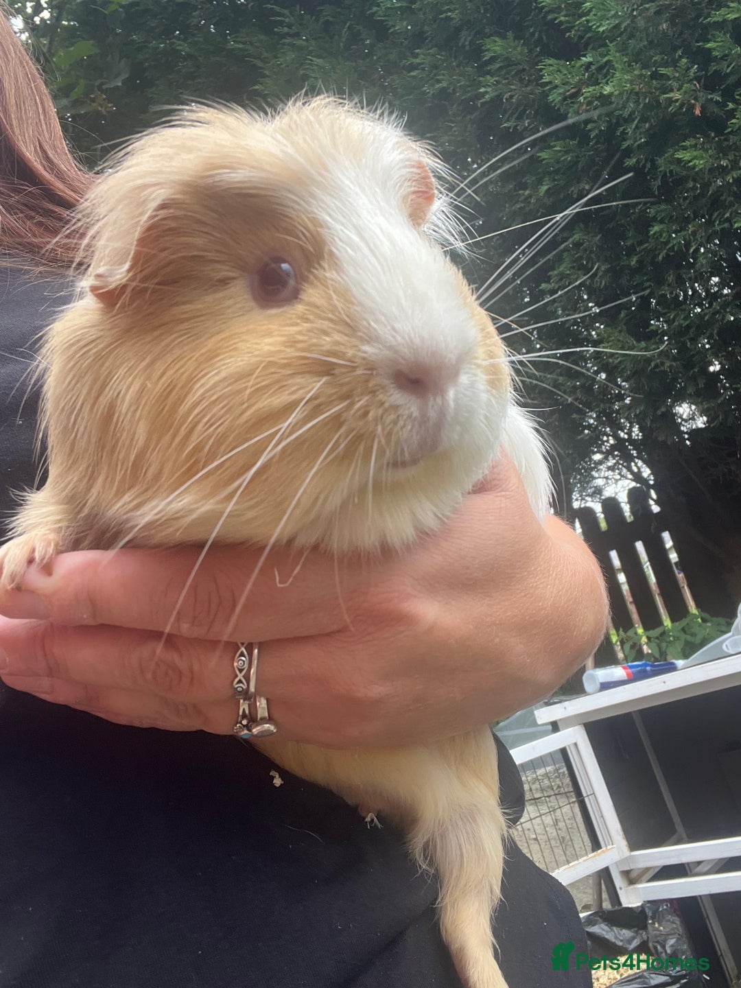 Guinea Pig rodents for sale: 4 Guinea pigs, hutches and accessories  - Image 1