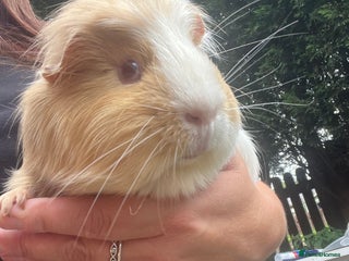 Guinea Pig rodents - Advert 14