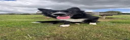 Border Collie dogs for sale: Max - boarder collie  in Sale - Advert 4