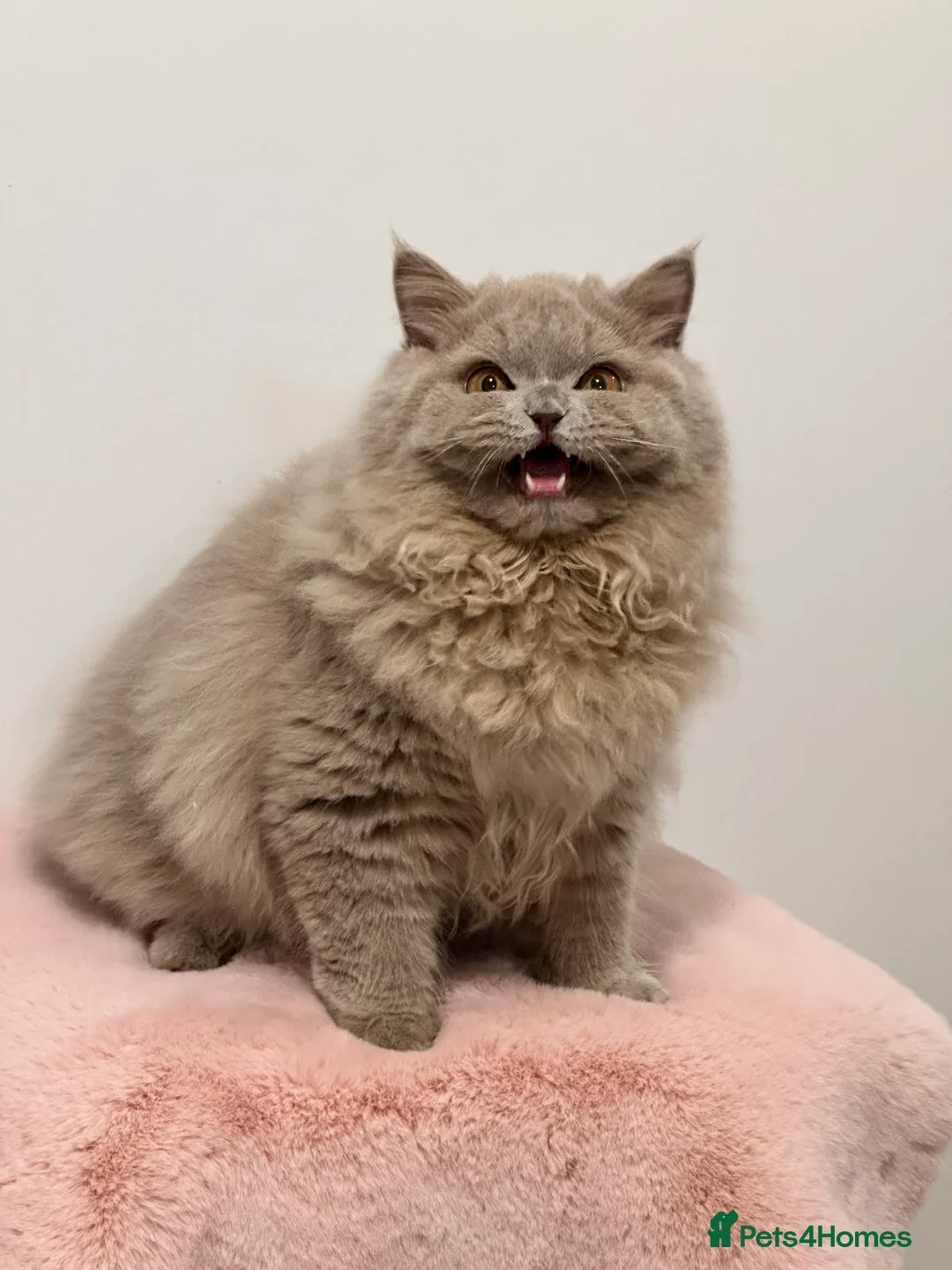 British Longhair cats for sale: Ready 🐻British Longhair chunky kittens💎🧸 - Advert 4