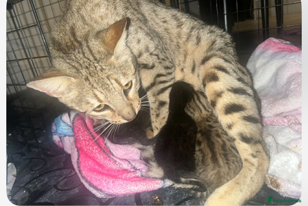 Savannah cats for sale: 2 black smoke Savanna's left f3 need a home asap  - Advert 7