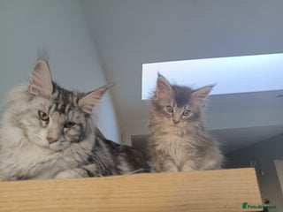 Maine Coon cats Tica Reg and fully health tested - Advert 3