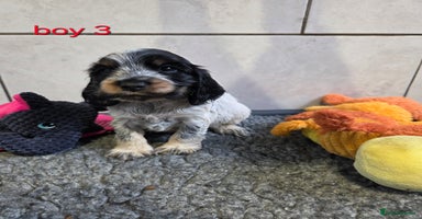 Cocker Spaniel dogs - Advert 11