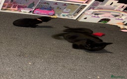 Bombay cats for sale: 2 beautiful baby kittens  - Image 2