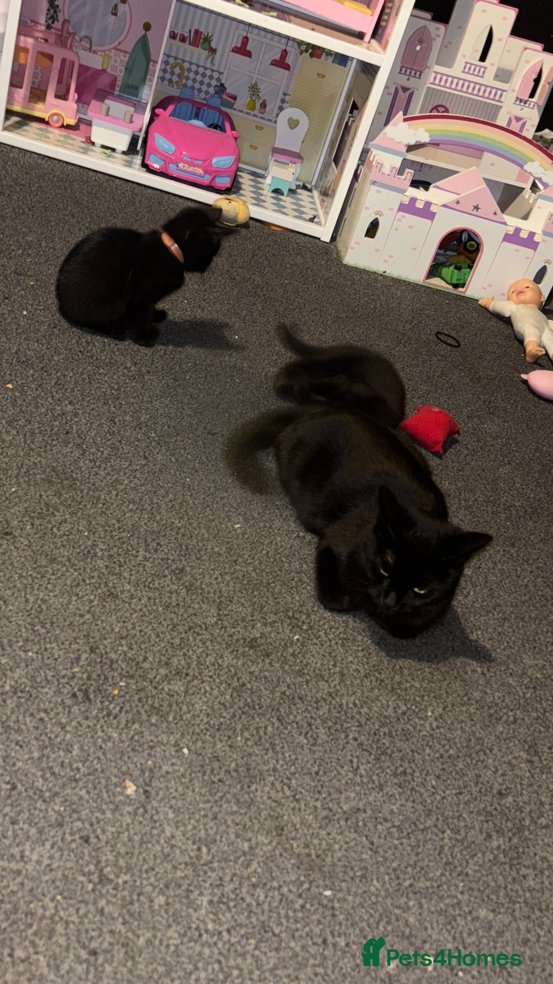 Bombay cats for sale: 2 beautiful baby kittens  - Image 2