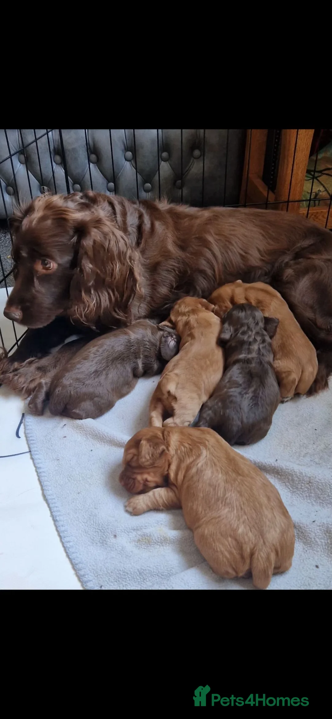 Cocker Spaniel dogs for sale: Stunning Litter of Cocker Spaniels - Advert 7