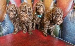 Toy Poodle dogs for sale: Gorgeous chocolate tiny toy poodles  - Image 13