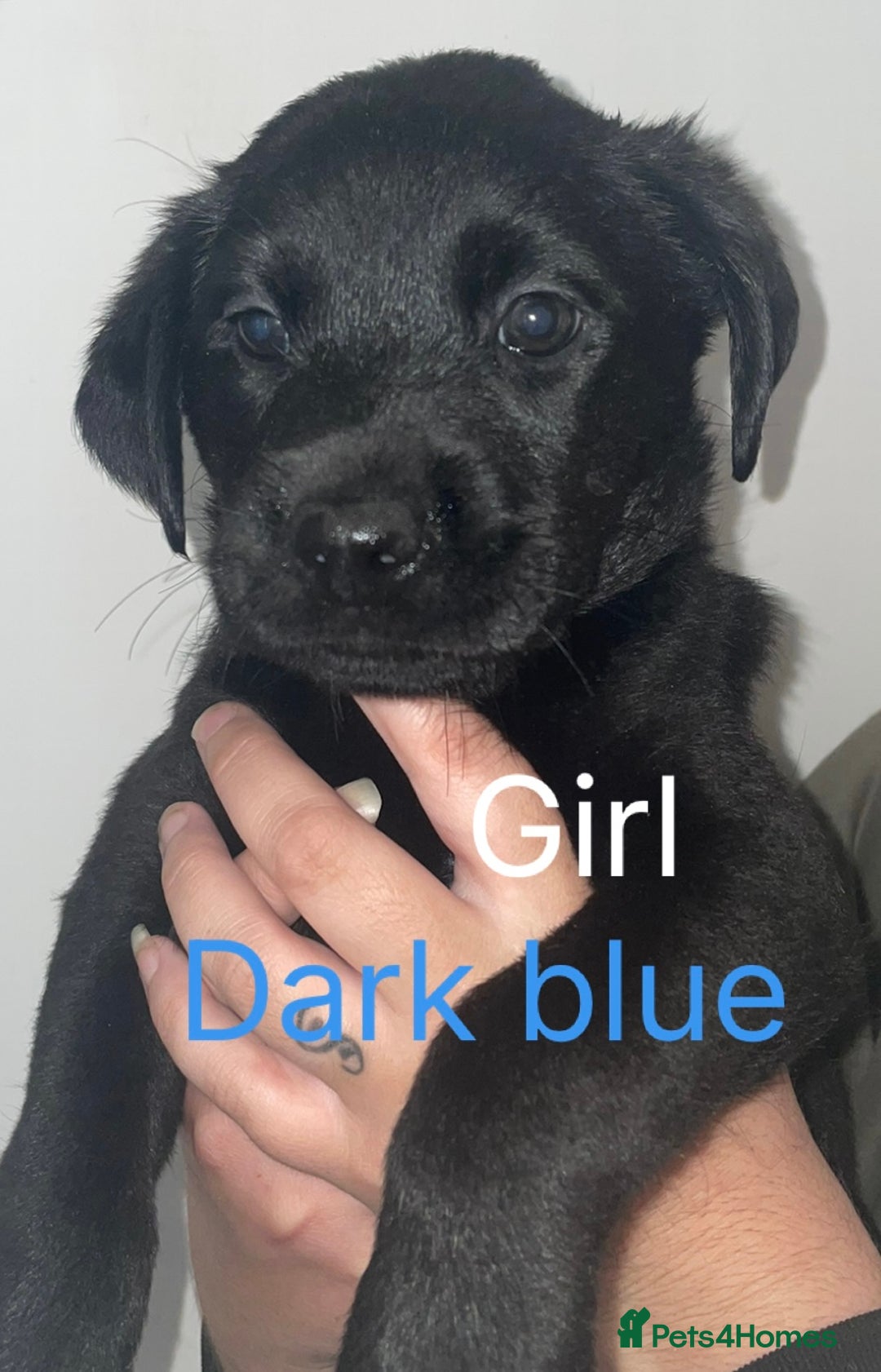 Mixed Breed dogs for sale: YOUR NEW BEST FRIEND IS WAITING!  - Image 9