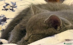 Mixed Breed cats for sale: Beutiful, Kittens Raised to Highest Standard - Image 5