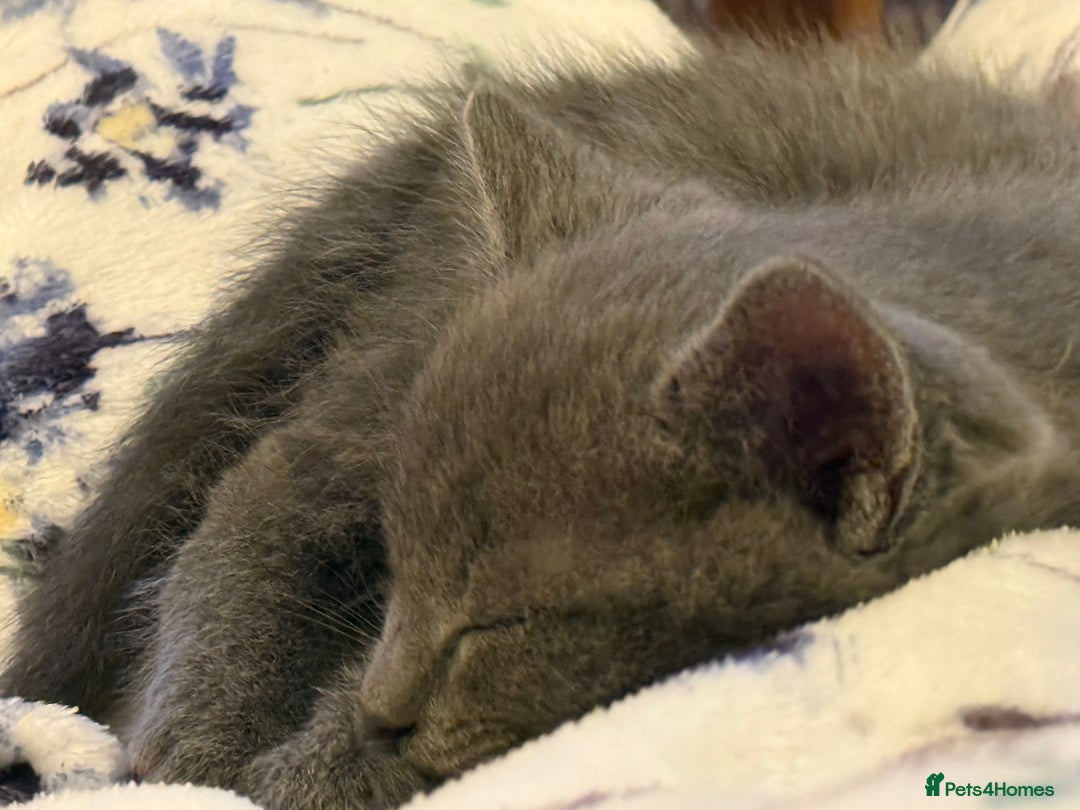 Mixed Breed cats for sale: Beutiful, Kittens Raised to Highest Standard - Image 5