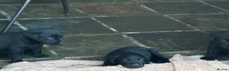 Labrador Retriever dogs for sale: Ready  now  Quality bred and cared for - Advert 11