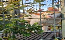 Devon Rex cats for sale: A beautiful Devon Rex boy  - Image 1