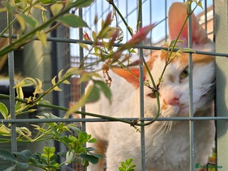 Devon Rex cats - Advert 9