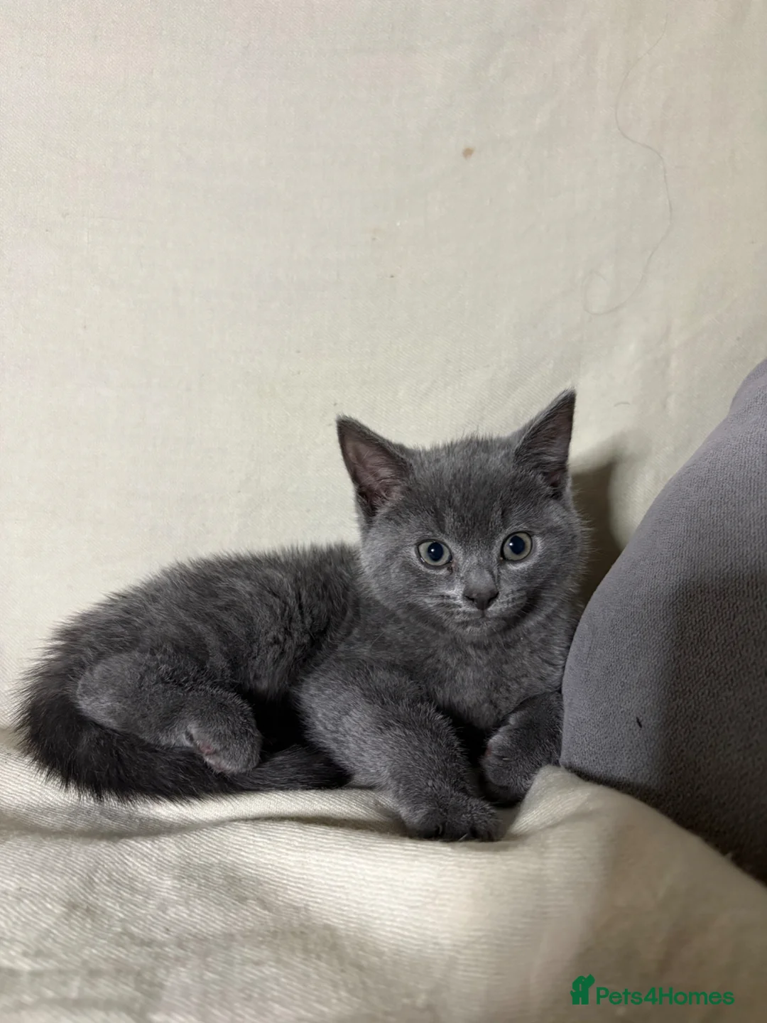 Russian Blue cats for sale: 2 Cute Russian blues ready to leave! - Advert 2
