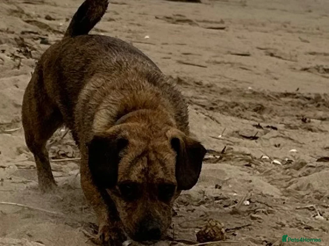 Mixed Breed dogs for sale: Dashhound cross  in Sheffield - Advert 1