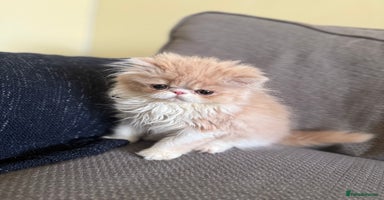 Persian cats - Advert 14