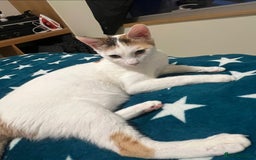 Mixed Breed cats for adoption: [Indoors only] Katzie - Cuddly and Playful girl! - Image 5