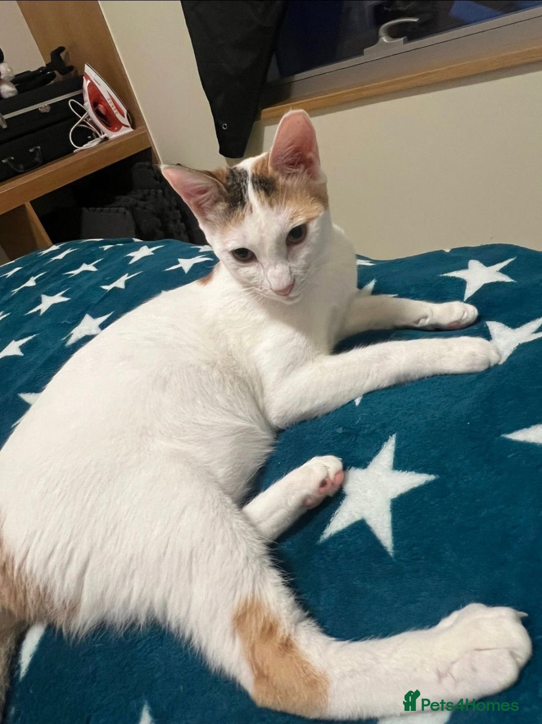 Mixed Breed cats for adoption: [Indoors only] Katzie - Cuddly and Playful girl! - Image 5