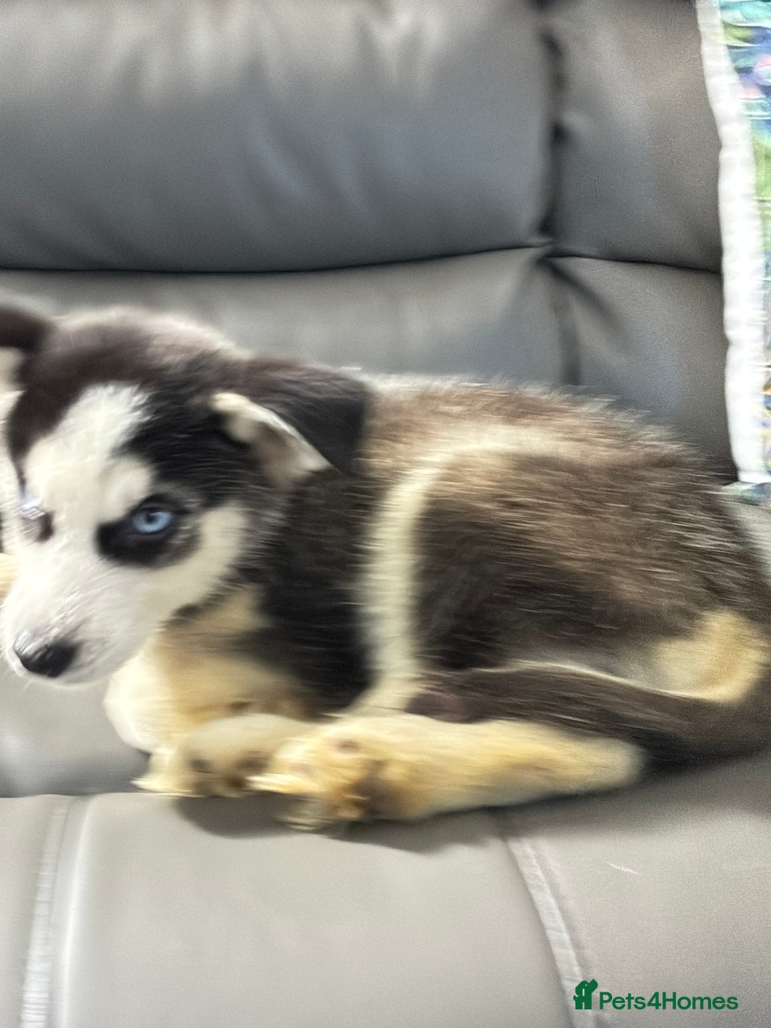 Siberian Husky dogs for sale: Pure Siberian claver huskies ready to go now 🐻‍❄️ - Advert 21