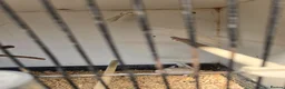 Budgerigars birds for sale: 2026 budgies - Advert 7