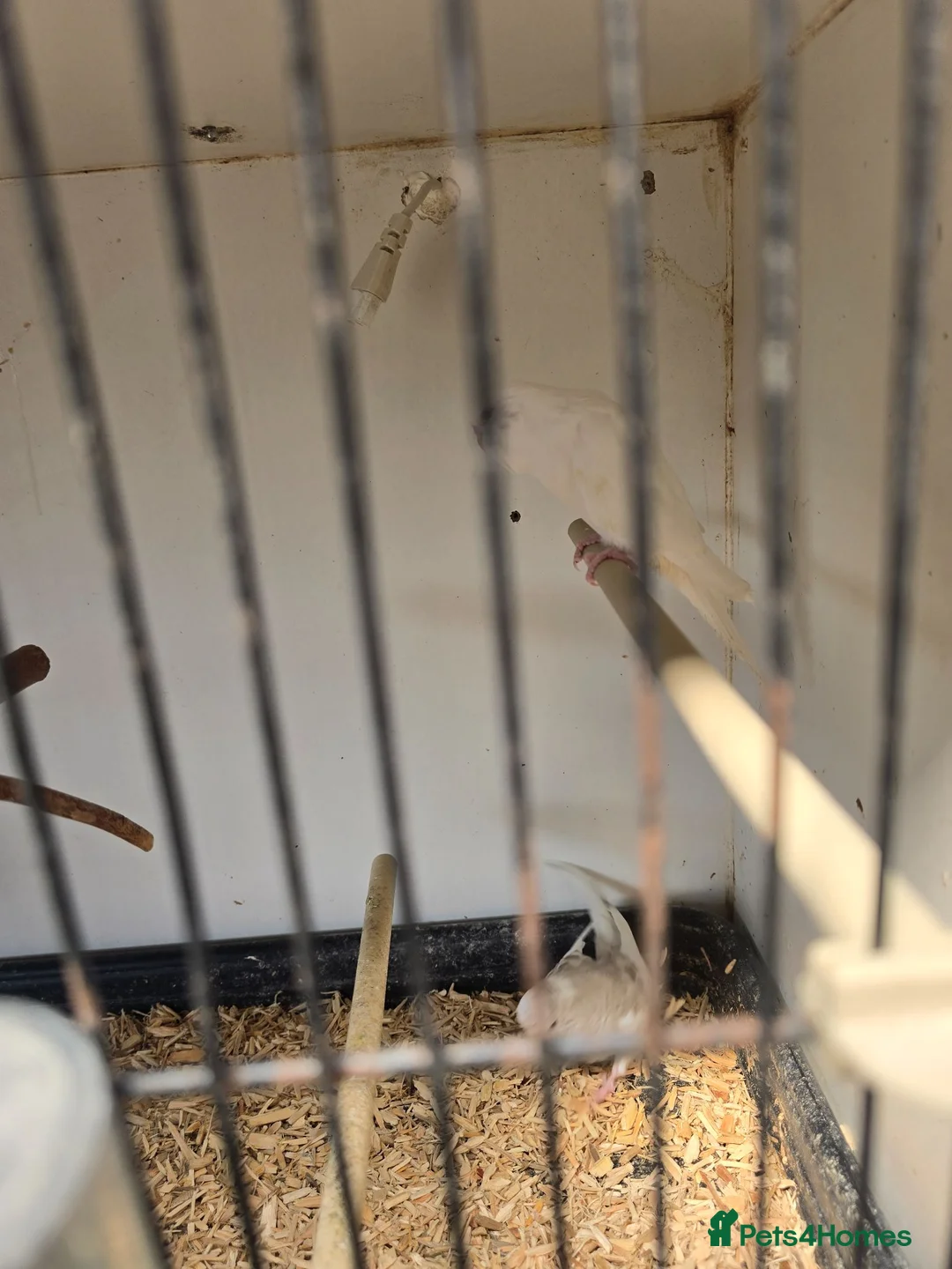 Budgerigars birds for sale: 2026 budgies - Advert 7