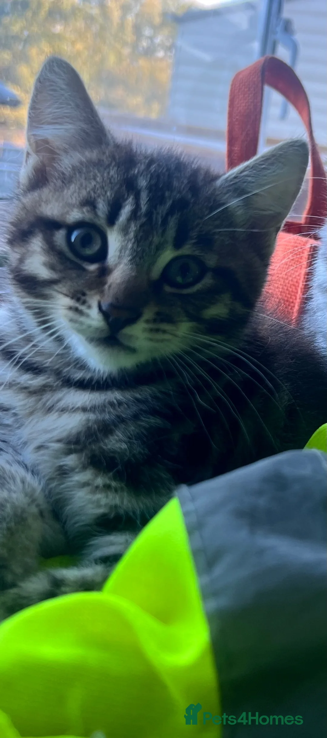 Siberian cats for sale: Beautiful Siberian cross kittens  - Advert 12