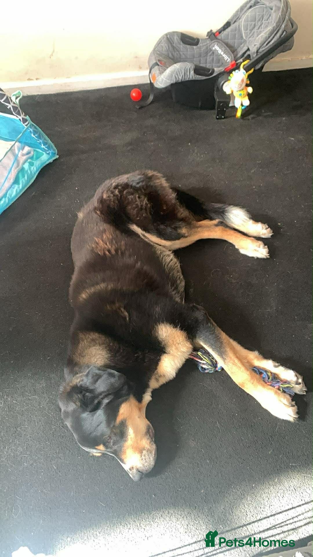 Greater Swiss Mountain Dog dogs for sale: Simba  - Advert 1