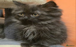 Persian cats for sale: Persian  - Image 6