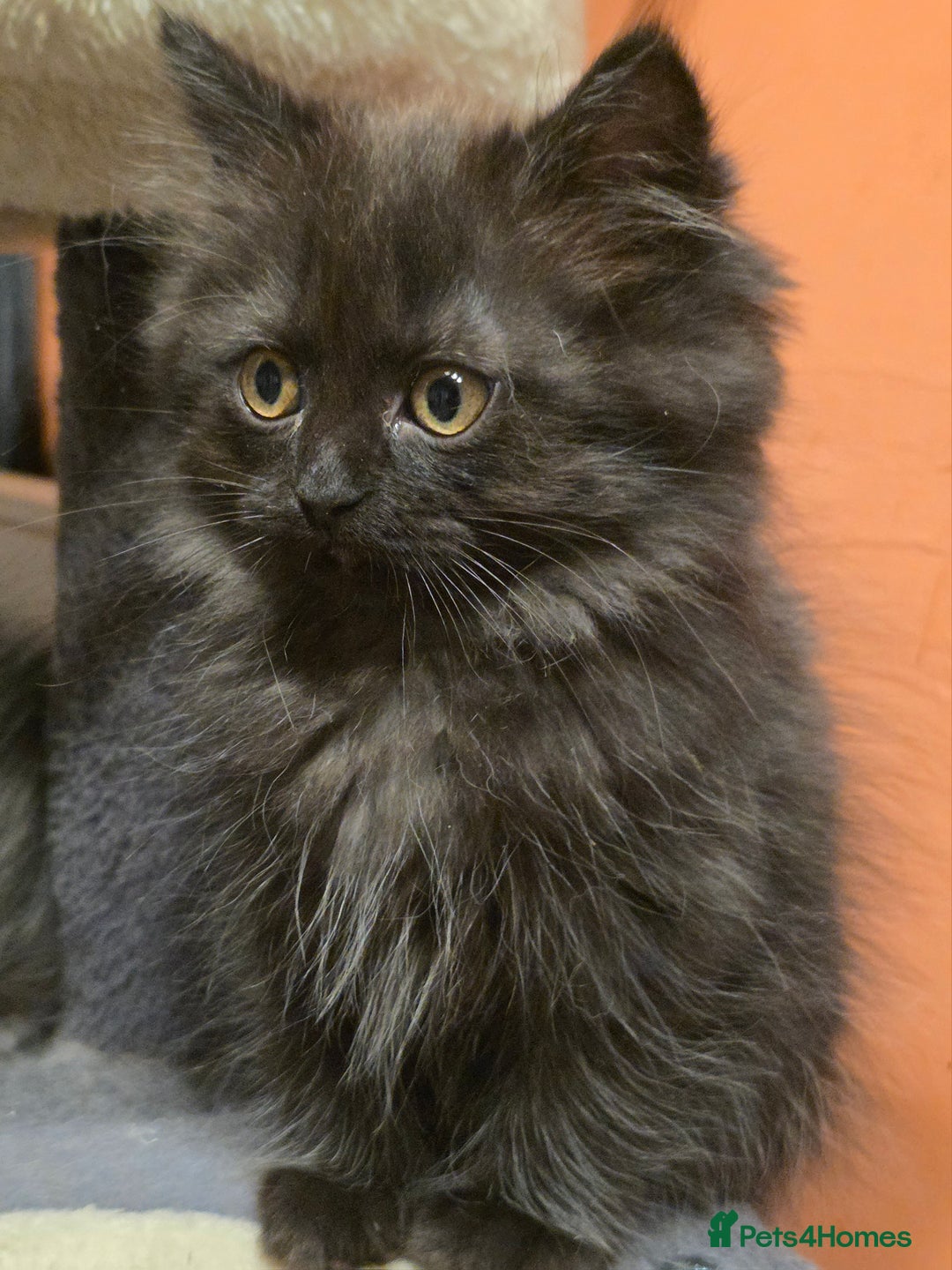 Persian cats for sale: Persian  - Image 6