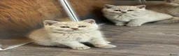 British Shorthair cats for sale: Beautiful Lilac British Shorthair, Registered - Advert 3