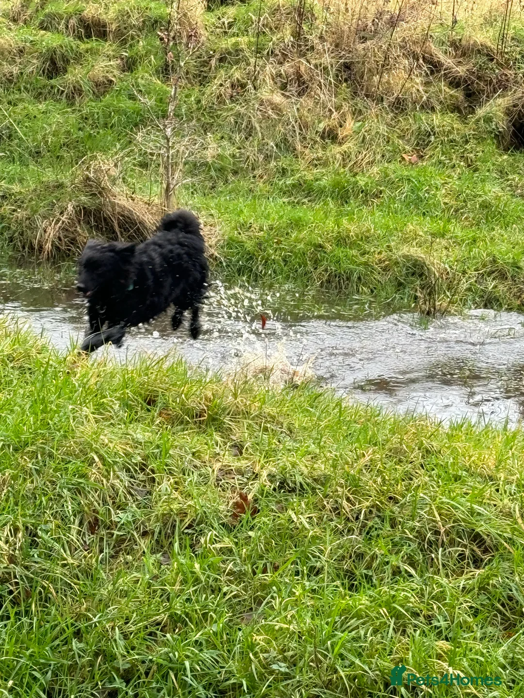 Mixed Breed dogs for adoption: Sweet Diana looking for a home in Salisbury - Advert 5