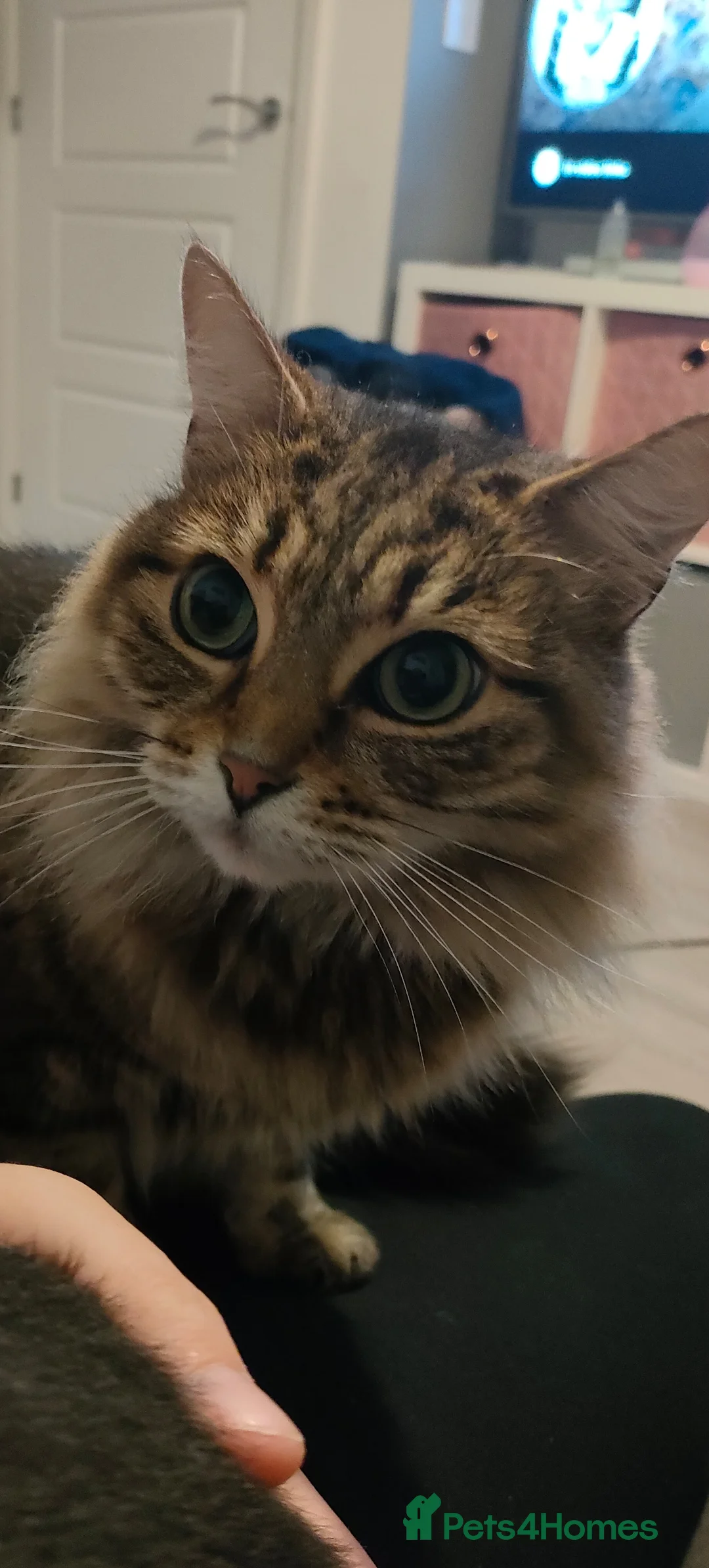 Mixed Breed cats for sale: Long hair Tabby cat  - Advert 1