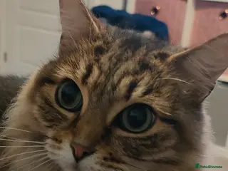 Mixed Breed cats Long hair Tabby cat - Advert 1