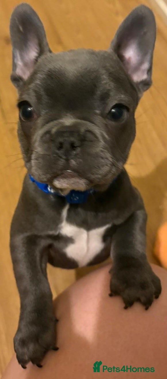 French Bulldog dogs Two Blue Pups 💙 Available 🐾 - Advert 2
