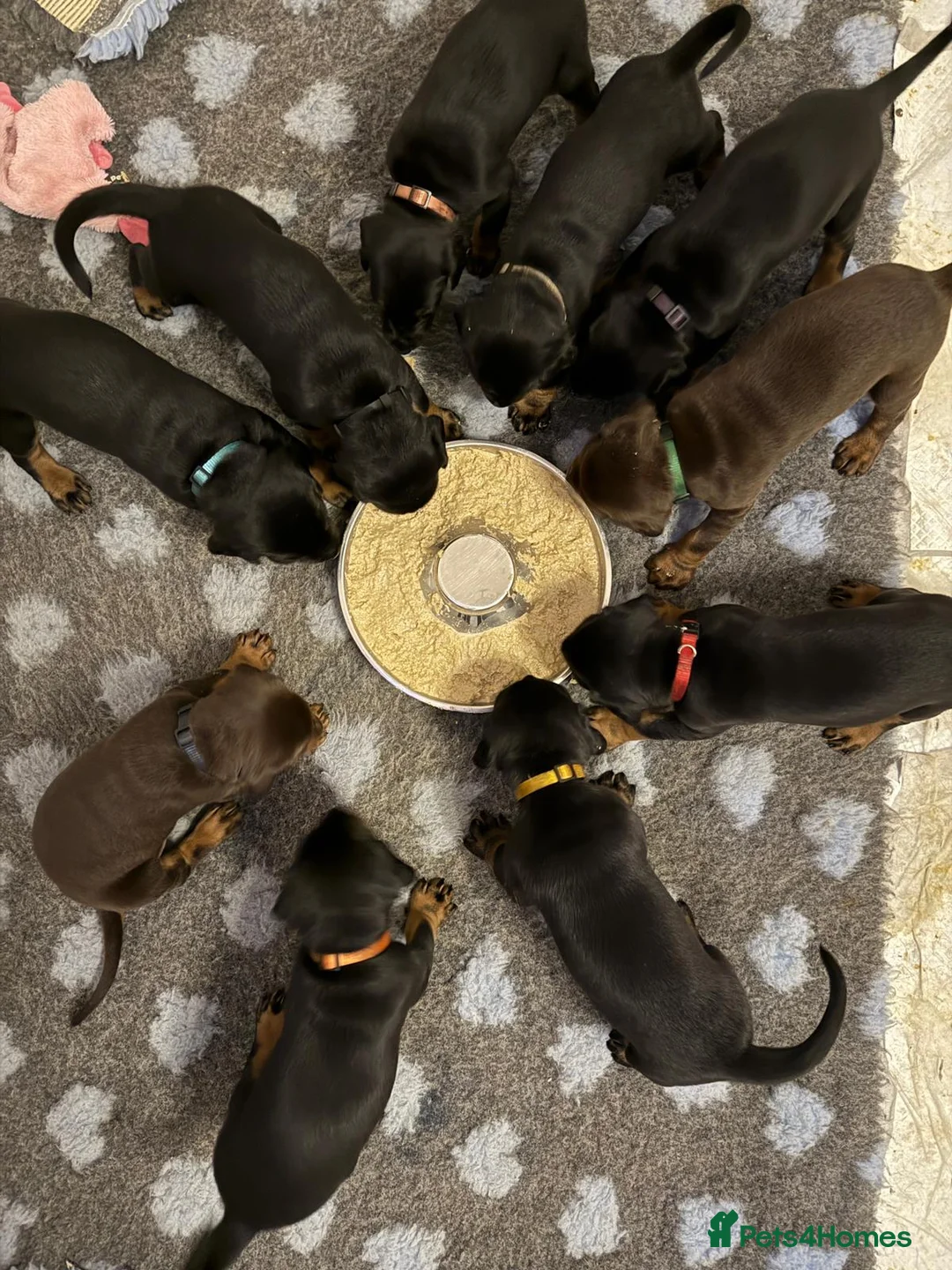 Dobermann dogs for sale: Fully Trained, KC registered Doberman - Advert 2